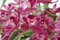 Magenta Orchid
