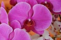 Magenta Orchid flower forest nature