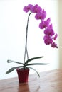 Magenta orchid flowers with red vase