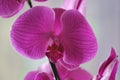 Magenta orchid flowers with stunning textures