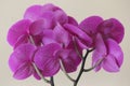 Magenta orchids from the back side