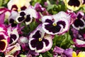 Magenta pansy flowers are blommong in the garden Royalty Free Stock Photo