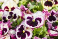 Magenta pansy flowers are blommong in the garden Royalty Free Stock Photo