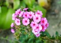 Magenta phlox flower