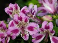 Magenta And Pink Alstromeria Or Peruvian Lily In Bloom Royalty Free Stock Photo