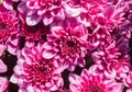 Magenta Pink Chrysanthemum or Mums Flowers Background in Zoom View Royalty Free Stock Photo