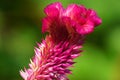 A magenta pink color Cockscomb flower.