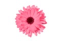 Magenta or pink daisy, chamomile or Gerbera isolated on white background. Chamomile flower head close up. Deep focus Royalty Free Stock Photo