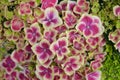 Magenta pink hydrangea macrophylla or hortensia shrub in full bloom in a flower pot, with fresh green leaves in the background, in Royalty Free Stock Photo