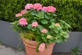 Magenta pink hydrangea macrophylla or hortensia shrub in full bloom in a flower pot, with fresh green leaves in the background, in Royalty Free Stock Photo