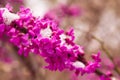 Magenta pink redbud tree flowers with snow Royalty Free Stock Photo