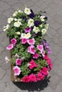 Magenta, pink, white and purple flowers of petunias Royalty Free Stock Photo