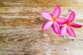 Magenta plumaria on vintage wood background.