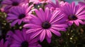 magenta purple daisies