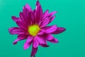 Magenta Pyrethrum Daisy Royalty Free Stock Photo