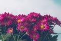 Magenta red Chrysanthemums close up. Beautiful vintage floral background Royalty Free Stock Photo