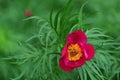 Magenta-red flower of Anomalous Peony plant, latin name Paeonia Anomala