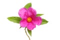 Magenta rock rose flower