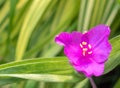 Magenta spiderwort flower against a blurred background