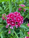 Magenta sweet william in bloom closeup view with green background