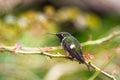 Magenta-throated Woodstar - Calliphlox bryan sitting on flower, bird from mountain tropical forest, Waterfalls garden, Costa Rica Royalty Free Stock Photo