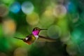 Magenta-throated Woodstar - Calliphlox bryantae is a hummingbird that is a resident breeder in forest edge and scrub in Costa Rica Royalty Free Stock Photo