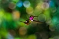 Magenta-throated Woodstar - Calliphlox bryantae is a hummingbird that is a resident breeder in forest edge and scrub in Costa Rica Royalty Free Stock Photo