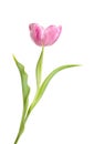 Magenta tulip Royalty Free Stock Photo