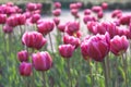 Magenta tulips