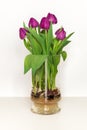 Magenta tulips growing in water in a glass vase - bulbs and root Royalty Free Stock Photo