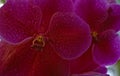 Magenta Vanda Orchid with yellow face