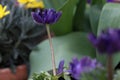 Magenta / Violet flower with a blurred background