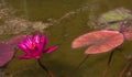 Magenta Water Lily in a Pond in Rural Maryland
