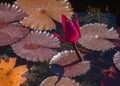 Magenta Water Lily Surrounded by Lilypads