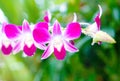 Magenta and white denrobium orchid Royalty Free Stock Photo