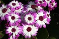 Magenta-white flowers of Florist\'s cineraria (Pericallis x. hybrida) in bloom : (pix Sanjiv Shukla) Royalty Free Stock Photo