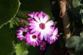 Magenta-white flowers of Florist\'s cineraria (Pericallis x. hybrida) in bloom : (pix Sanjiv Shukla) Royalty Free Stock Photo