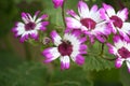 Magenta-white flowers of Florist\'s cineraria (Pericallis x. hybrida) in bloom : (pix Sanjiv Shukla) Royalty Free Stock Photo