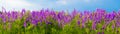 Magenta Wildflowers Among Green Grass On A Background Of Blue Sky Beautiful Summer Landscape Web Banner Panoramic