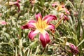 Magenta and Yellow Daylily Flower Royalty Free Stock Photo