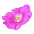 Magenta yellow flower malva isolated on white background with clipping path. Flower bud close up. Royalty Free Stock Photo