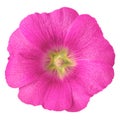 Magenta yellow flower malva isolated on white background with clipping path. Flower bud close up. Royalty Free Stock Photo