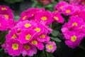 Magenta and yellow flowering Primula plants Royalty Free Stock Photo