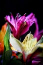 Magenta and yellow Oriental Lily Royalty Free Stock Photo