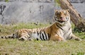 A magestic bengal tiger licking face Royalty Free Stock Photo