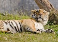 A magestic bengal tiger napping Royalty Free Stock Photo