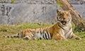 A magestic bengal tiger yawning Royalty Free Stock Photo