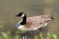 Magestic Canadian Goose swimming close up