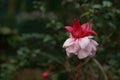 Magestic flower red in naturals Royalty Free Stock Photo