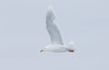 Magestic ivory gull in Arctic